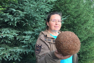 В Байкальском заповеднике нашли шар из хвои лиственницы 