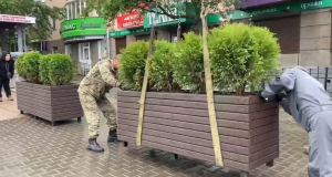 Улан-Удэ решили украсить маленькими декоративными туями