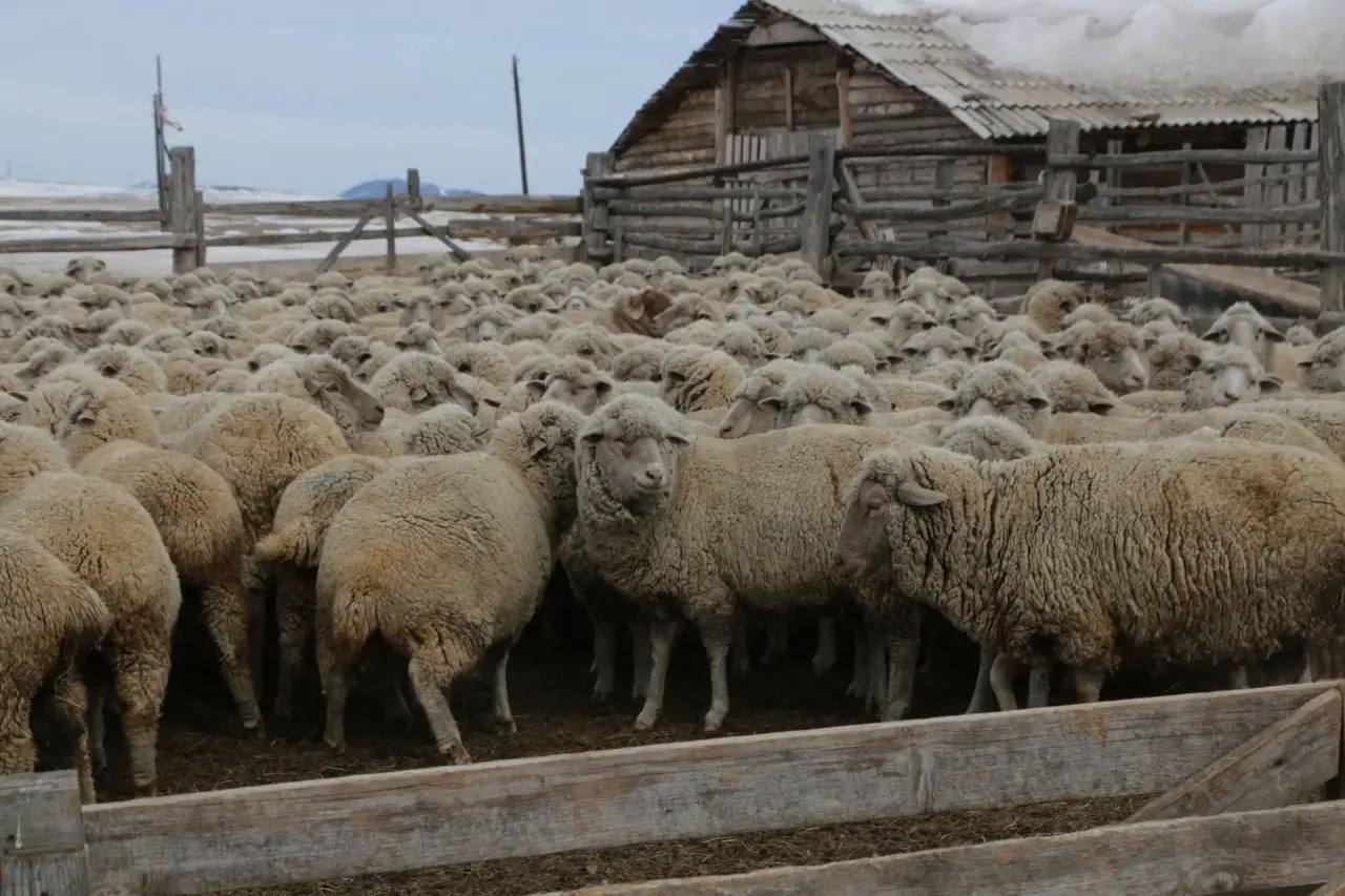 ������� ������� ������� ���������� ������ ����