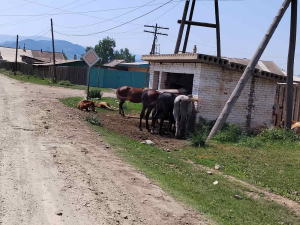 Жители Бурятии возмущены разгуливающим по сельским улицам скотом