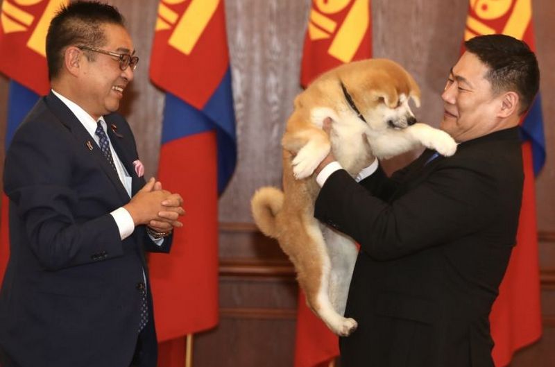 Японцы подарили премьер-министру Монголии  собаку «акита-ину»