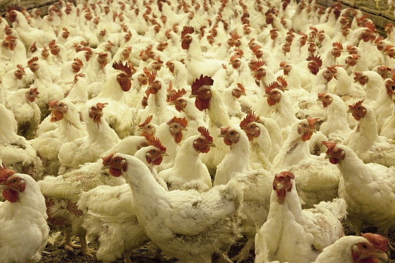 Крупная птицефабрика позволит Бурятии экспортировать продукцию в КНР