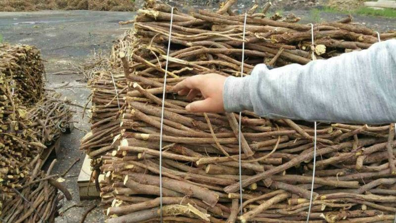 Из Бурятии в Китай с начала года экспортировано почти 500 кг корня солодки