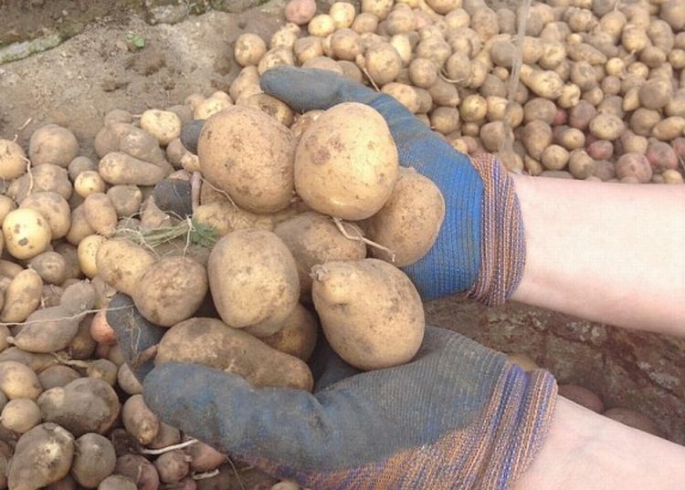 Пострадавшим от паводка жителям Бурятии помогут картошкой и капустой Пострадавшим от паводка жителям Бурятии помогут картошкой и капустой