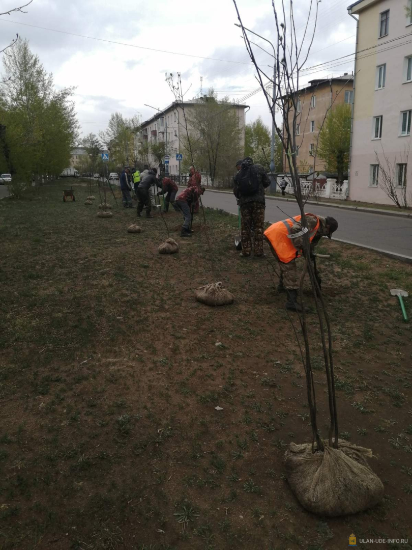 Улицы Улан-Удэ украсят 3300 новых деревьев 