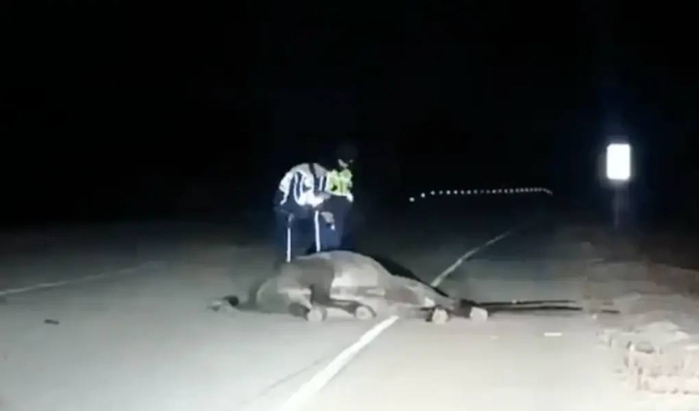 � ������� �������� ���� ������ ����� ������