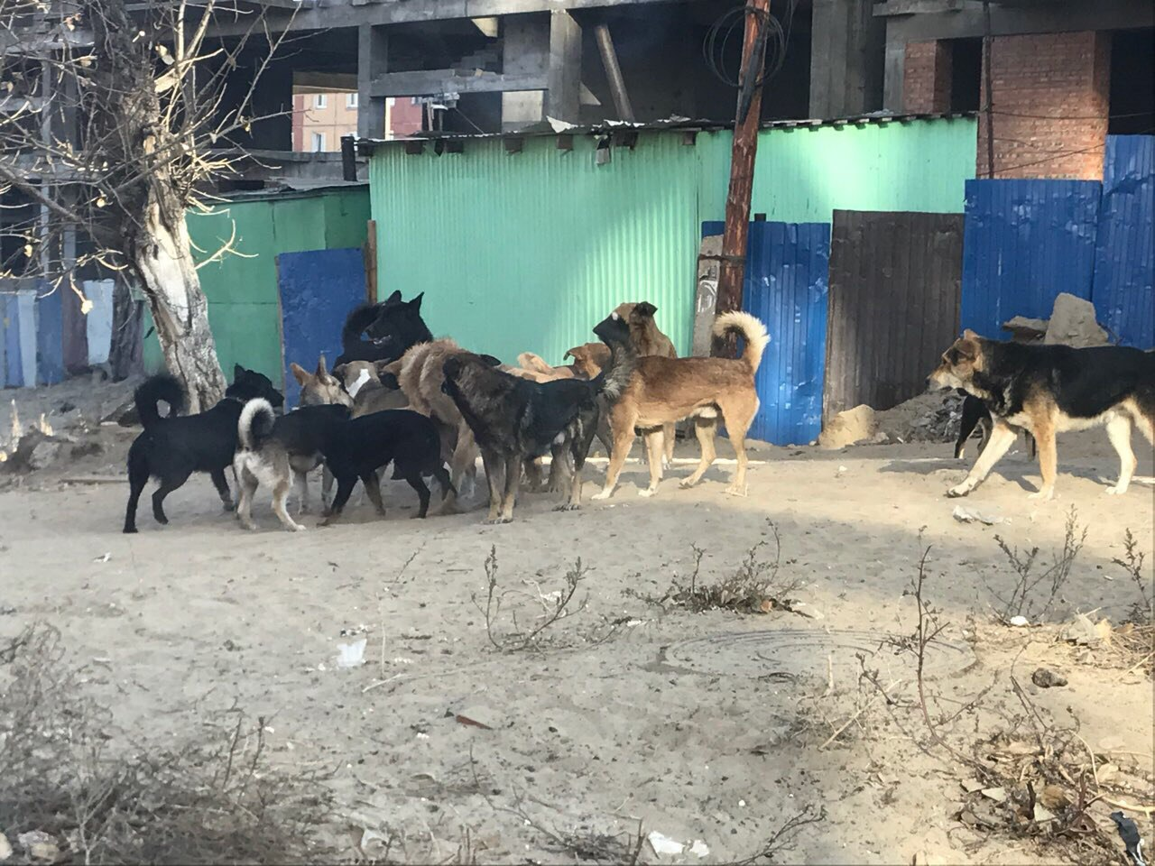 Жители Улан-Удэ повально жалуются на агрессивных бездомных собак