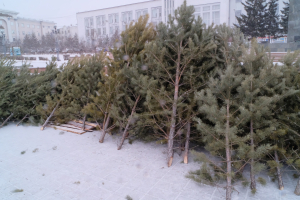 В Улан-Удэ скоро начнут продавать новогодние елки