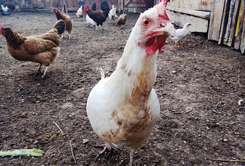Около сотни куриц погибли на пожаре в Бурятии