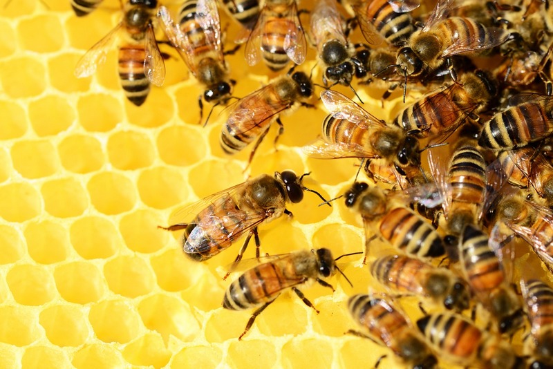 В Бурятии производится 100 граммов мёда на душу населения
