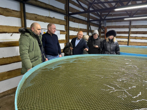 Предприниматель из Бурятии возьмется за форель