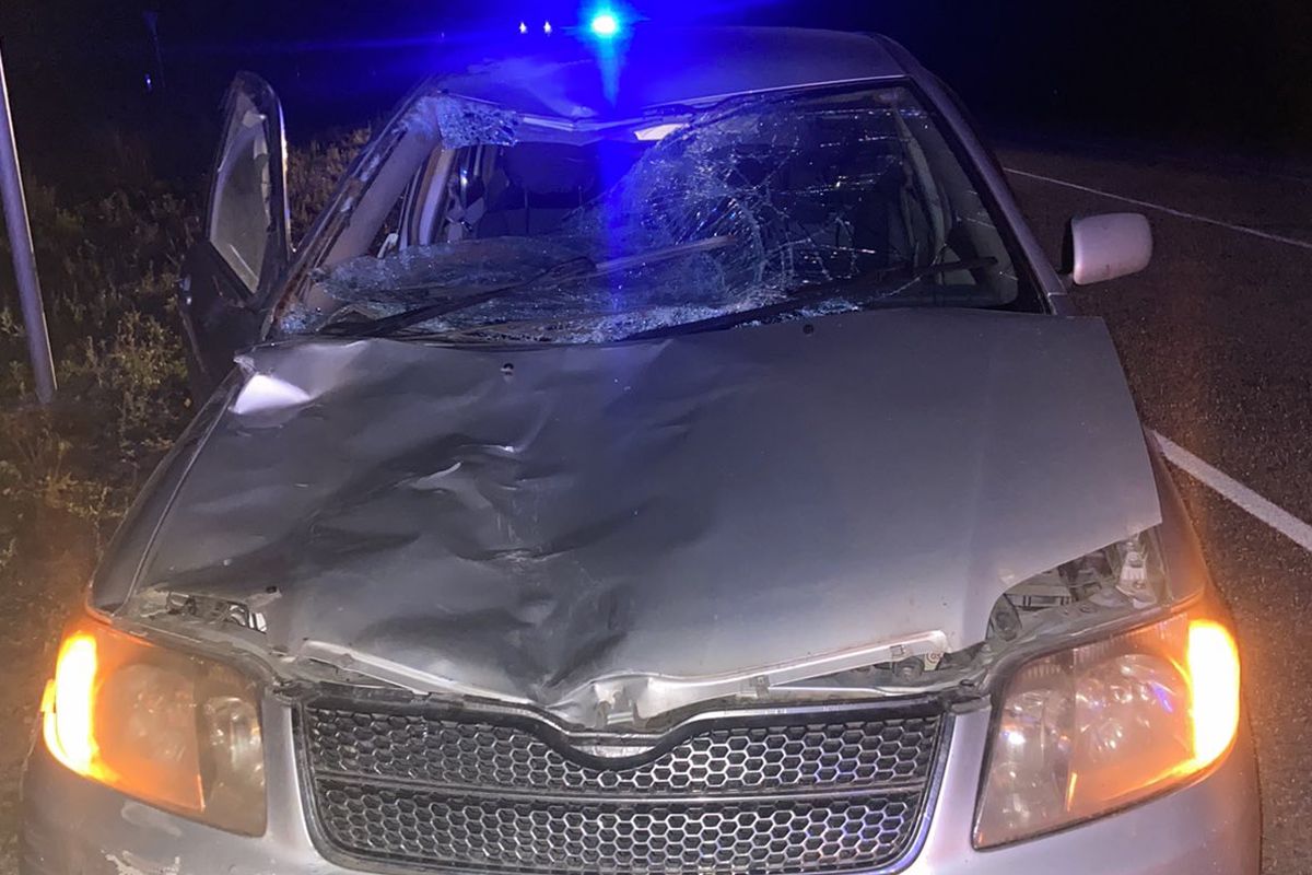 Автоледи в Бурятии столкнулась на дороге с лошадью Автоледи в Бурятии столкнулась на дороге с лошадью