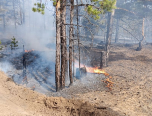 Восемь лесных пожаров возникли в минувшие сутки в Бурятии