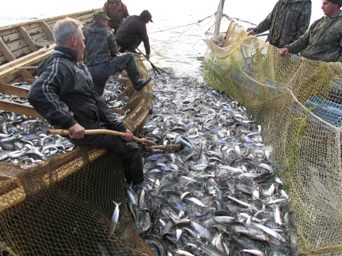 В Бурятии на честного рыбака повесили ущерб в 12 млн рублей