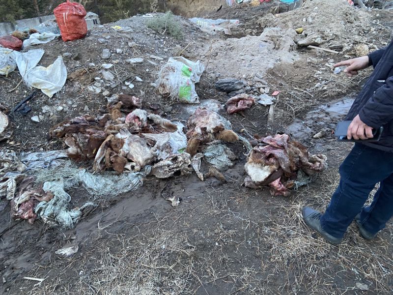 Мясокомбинат в Улан-Удэ устроил свалку из останков скота