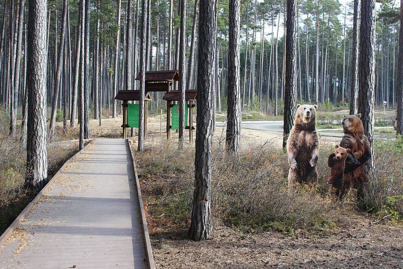 Медведь в Усть Баргузине фото. Медведь во Владимирской области 2022. Медведи возле свалок Бурятии. Украсть медведя