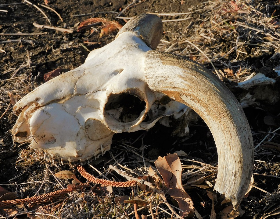 В Бурятии обновят реестр скотомогильников и захоронений с сибирской язвой