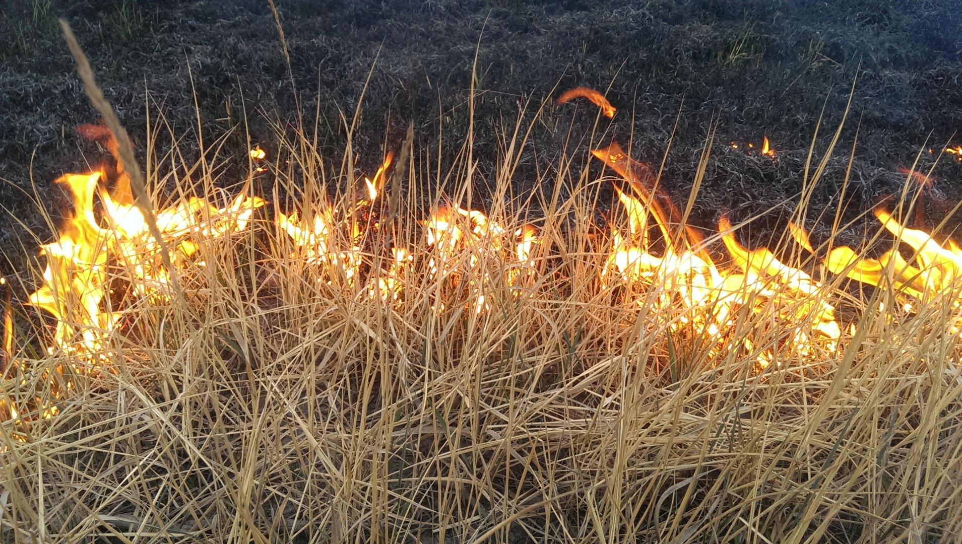 В Бурятии попался еще один поджигатель леса