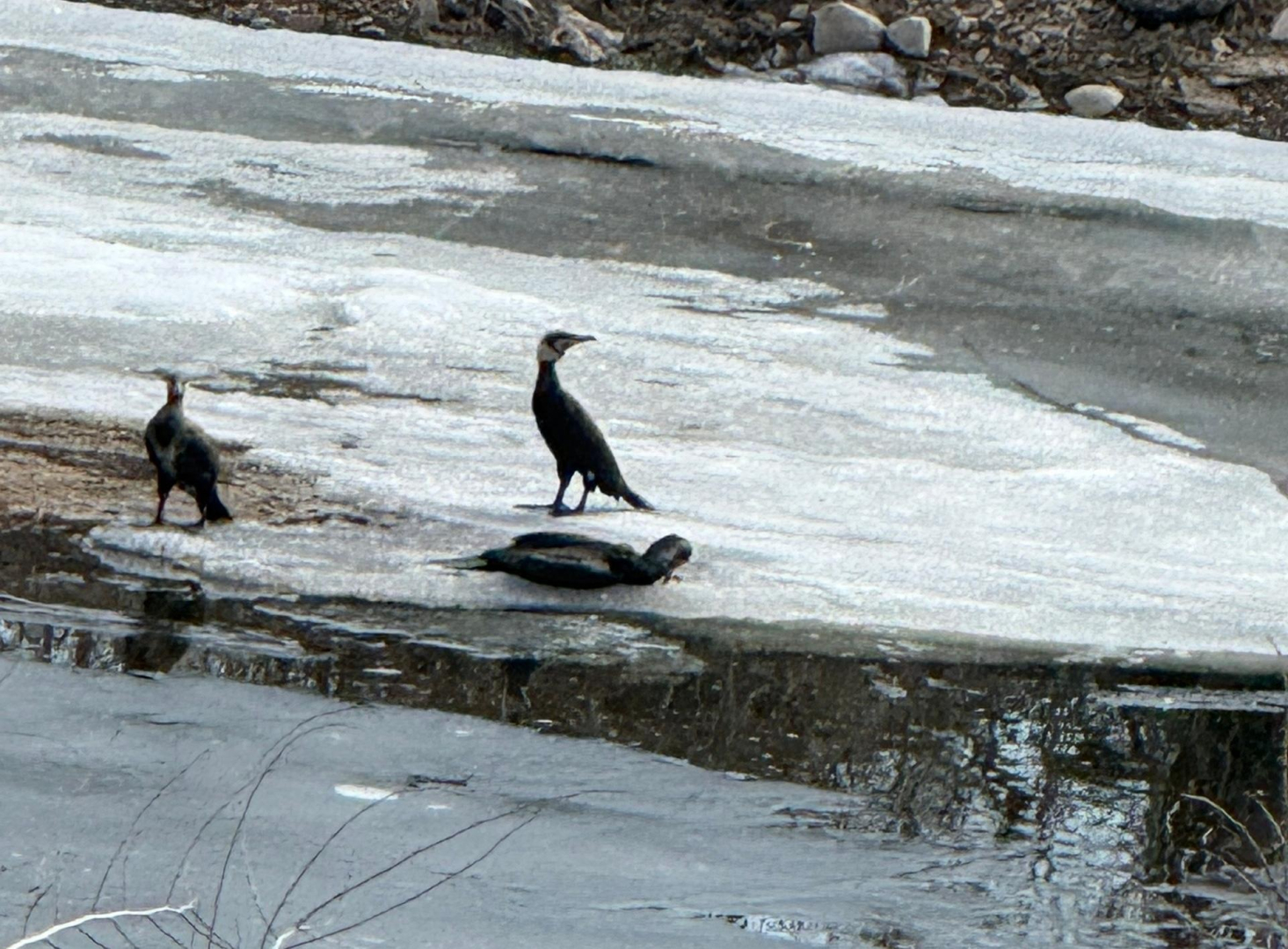 � ������� ������� ����������� ����� �� ��������