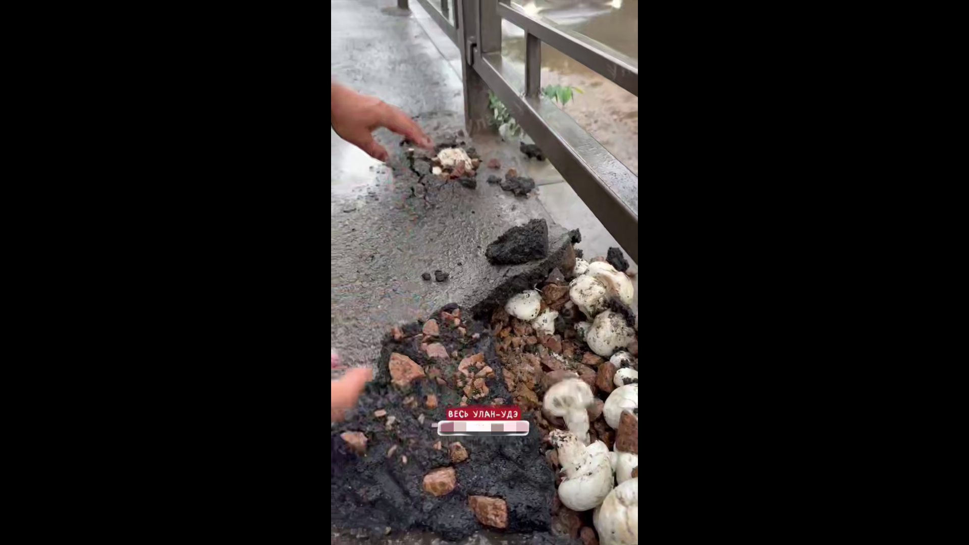 Шампиньоны «взорвали» асфальт в центре Улан-Удэ