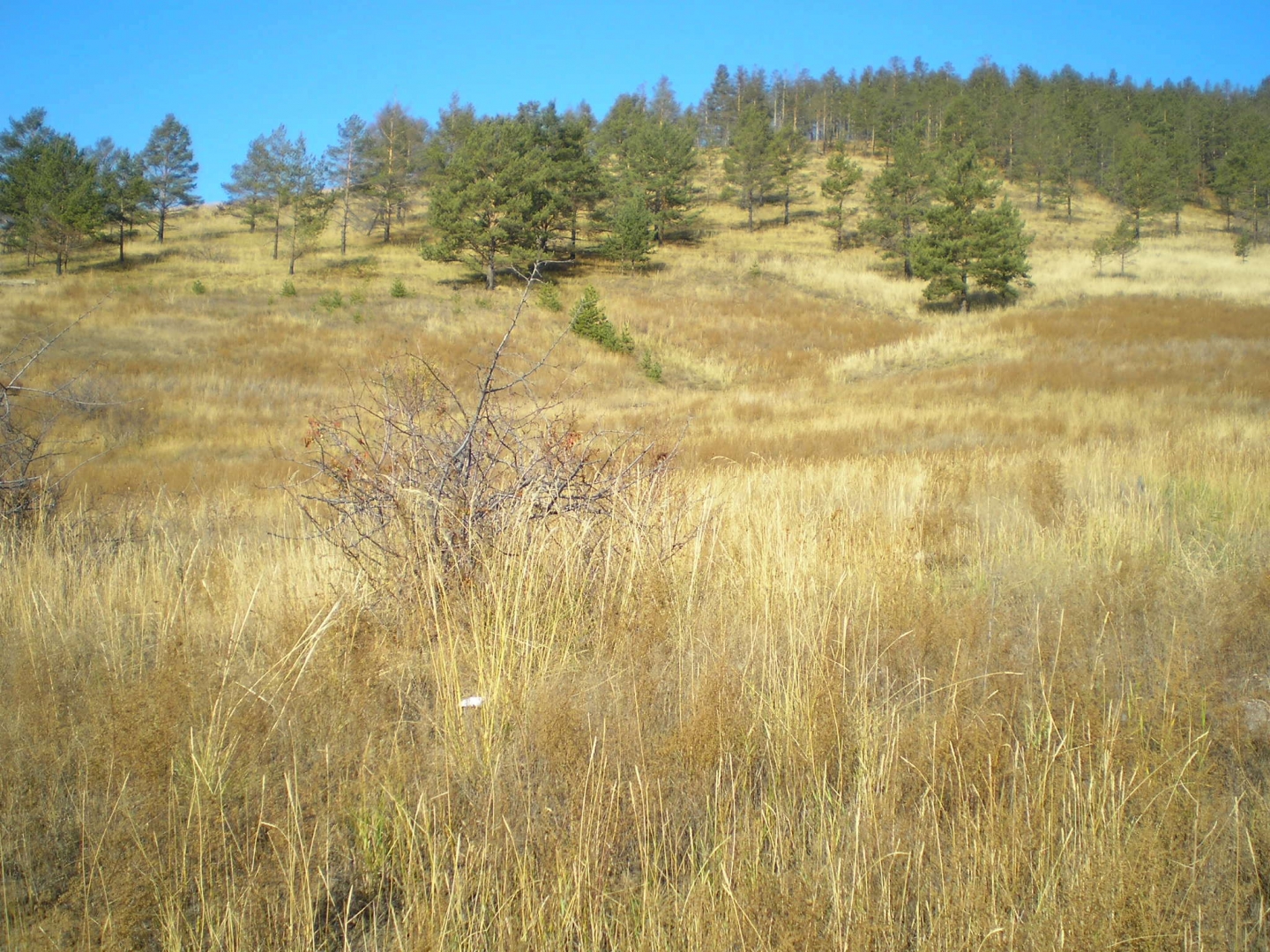 � ������� ������� ����� ���������