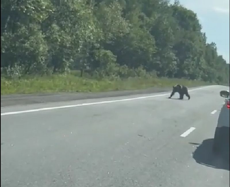 В Бурятии прикормленного на трассе медведя прогнали в лес В Бурятии прикормленного на трассе медведя прогнали в лес