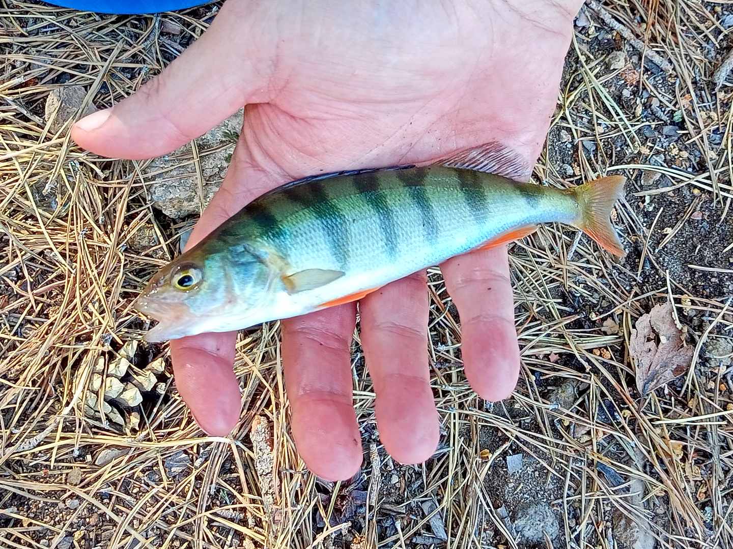 � ������� ������ ���� ���������� � ��������