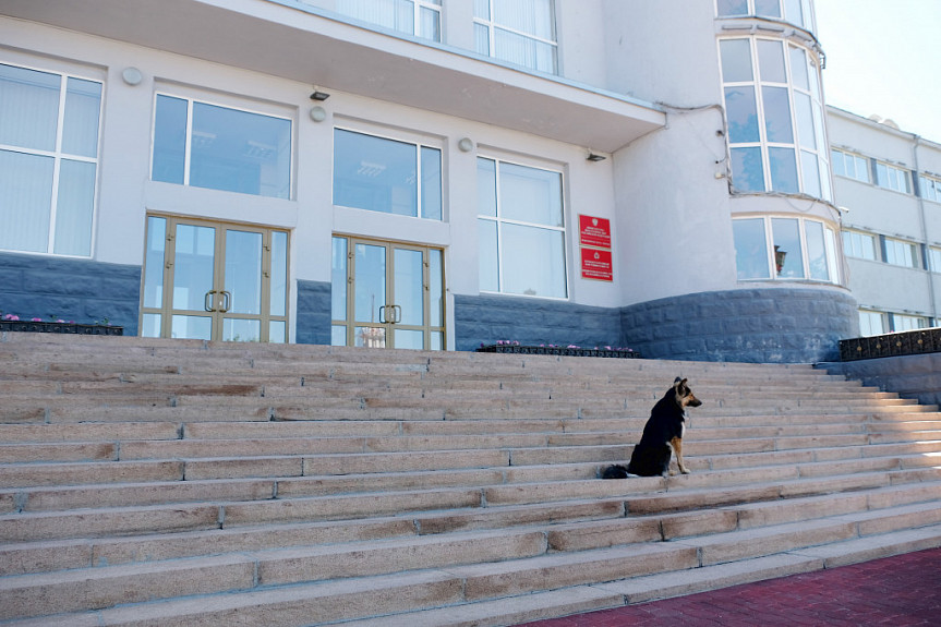 В мэрии Улан-Удэ рассказали, где будут отлавливать бродячих собак