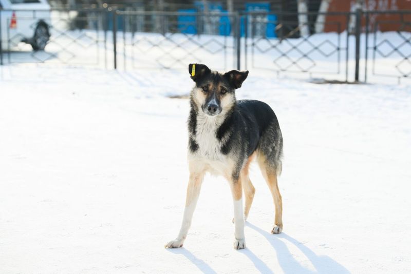В Улан-Удэ собак будут отгонять от школьных территорий