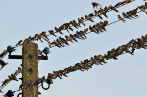 В Бурятии электросети защитят от птиц