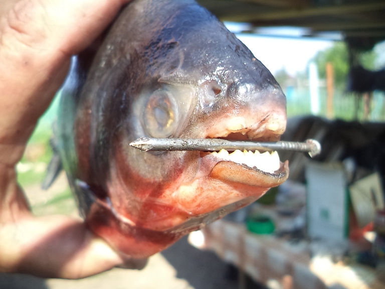 Размером с ребенка и с человеческими зубами: в пруду Оклахомы поймали очень странную рыбу (фото)
