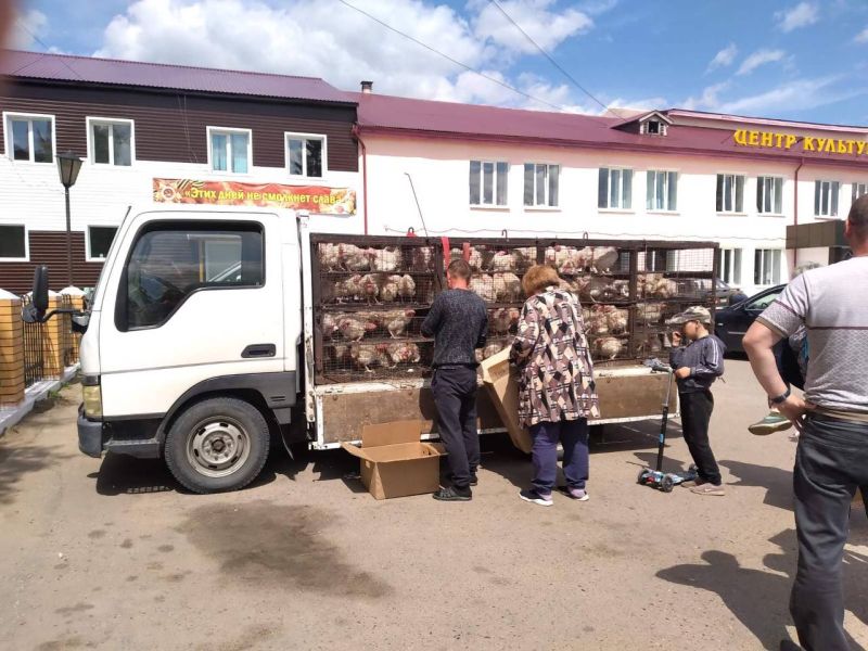 Почти 3,5 тысяч семей Бурятии получили льготных кур-несушек Почти 3,5 тысяч семей Бурятии получили льготных кур-несушек