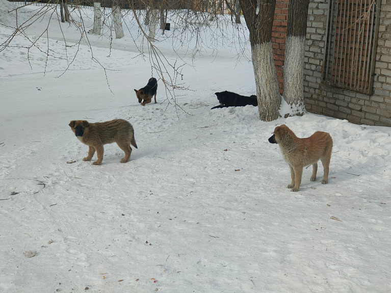 В Улан-Удэ с начала года отловили более 1600 бездомных собак