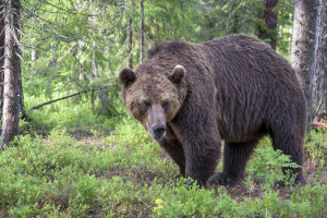 Медведь, терроризировавший поселок в Бурятии, убежал в лес