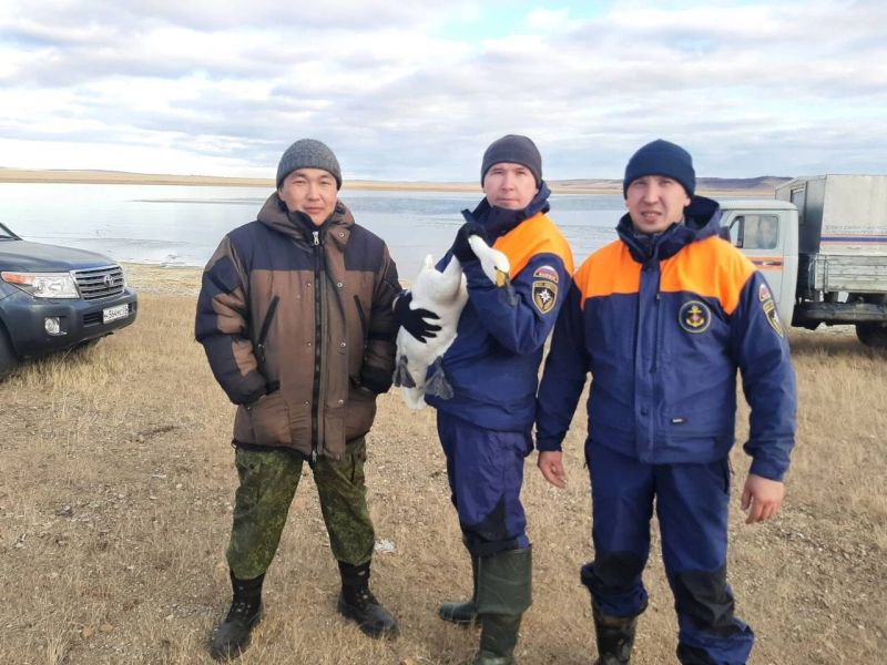 В Бурятии спасли раненых лебедей В Бурятии спасли раненых лебедей