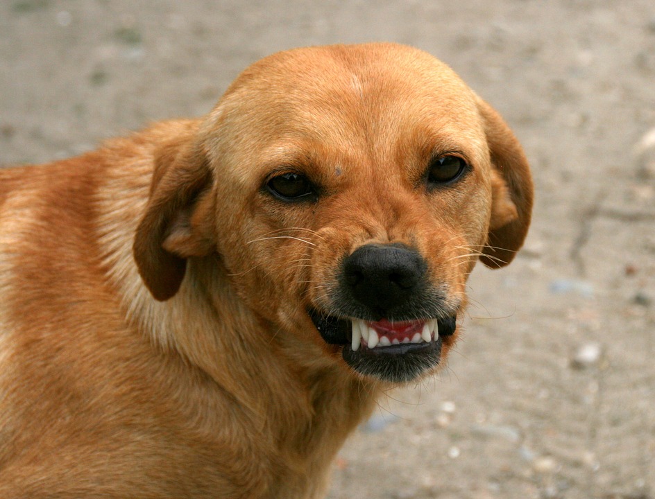 В Бурятии оштрафовали заводчиков, которые отказались прививать собак от бешенства