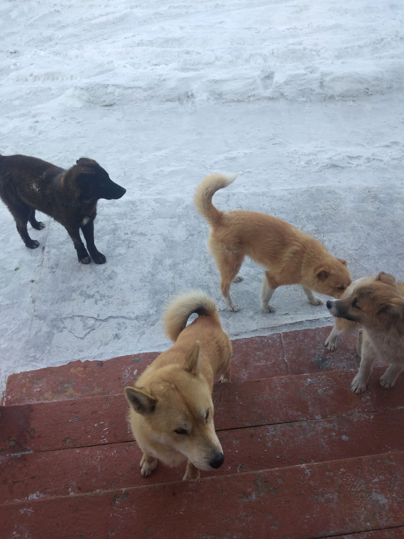 В районе Бурятии безнадзорные собаки пугают школьников