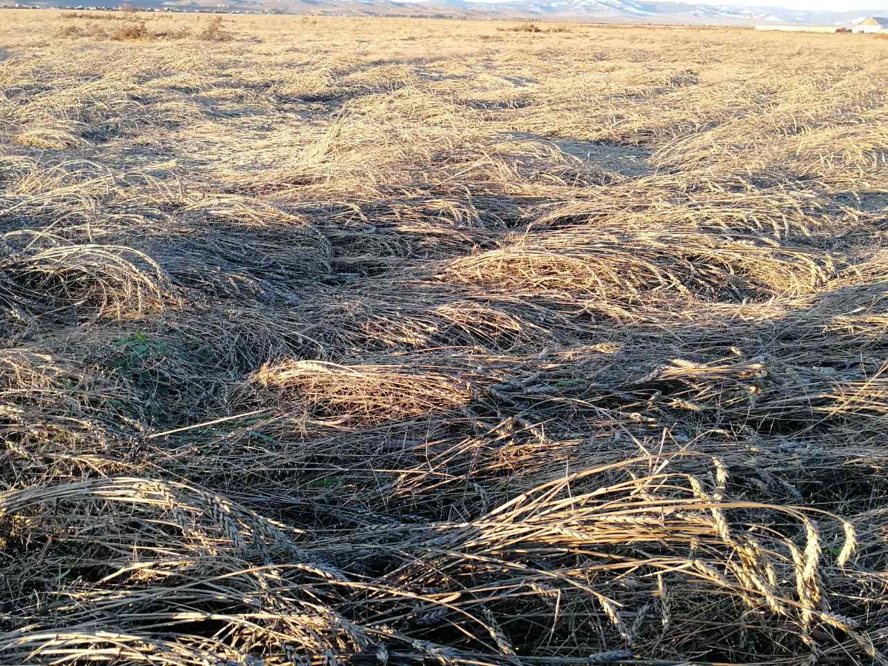 В Бурятии не все фермеры, чьи посевы погибли из-за снега, получат компенсации
