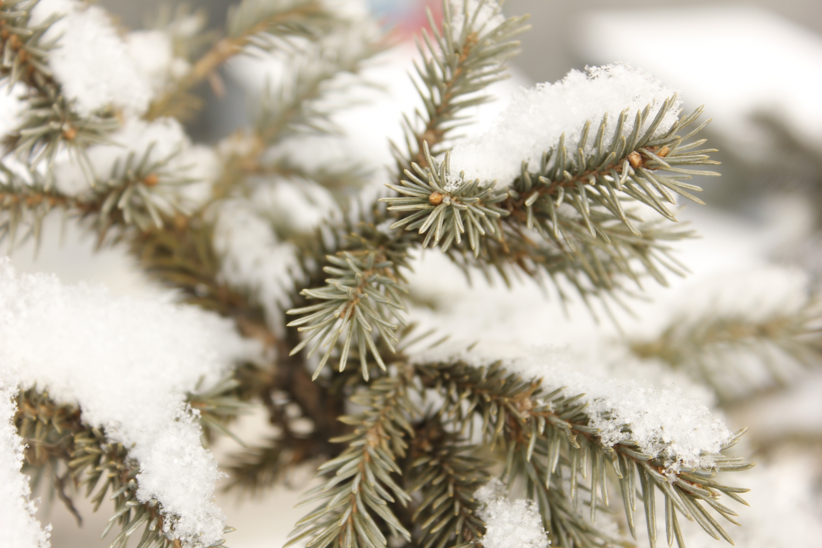 � ������� ������� ��������� ����