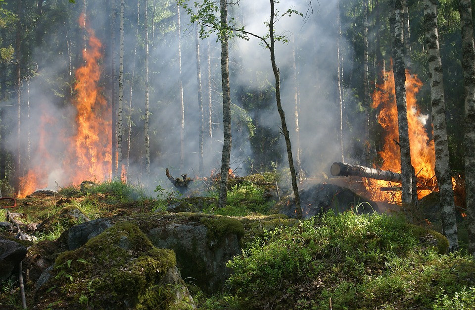 В Бурятии пенсионер срубил и сжег лес