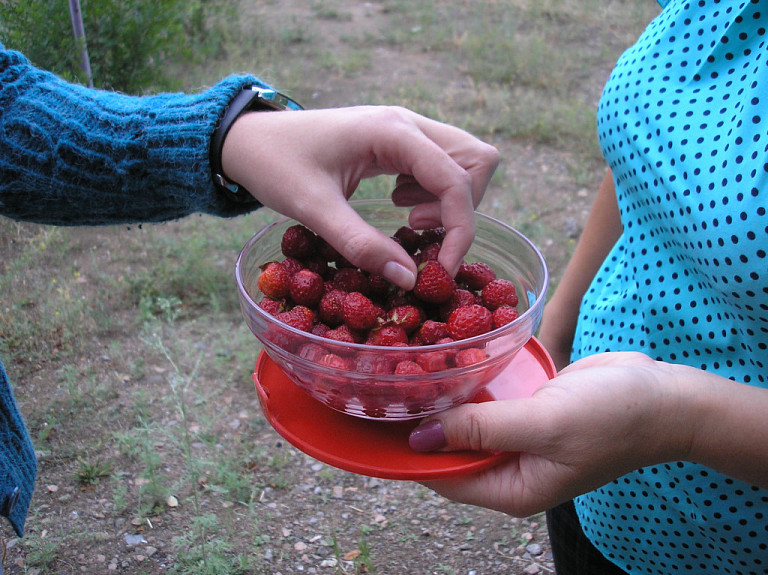 Жители Бурятии остались без ягоды