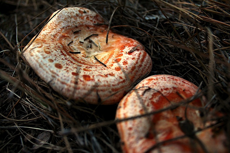      85- 