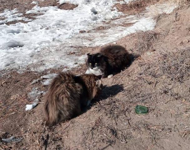 В Улан-Удэ неизвестный выбросил двух котят на священном месте