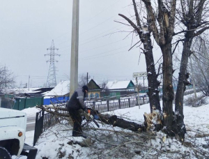 В Улан-Удэ автомобиль снес тополь