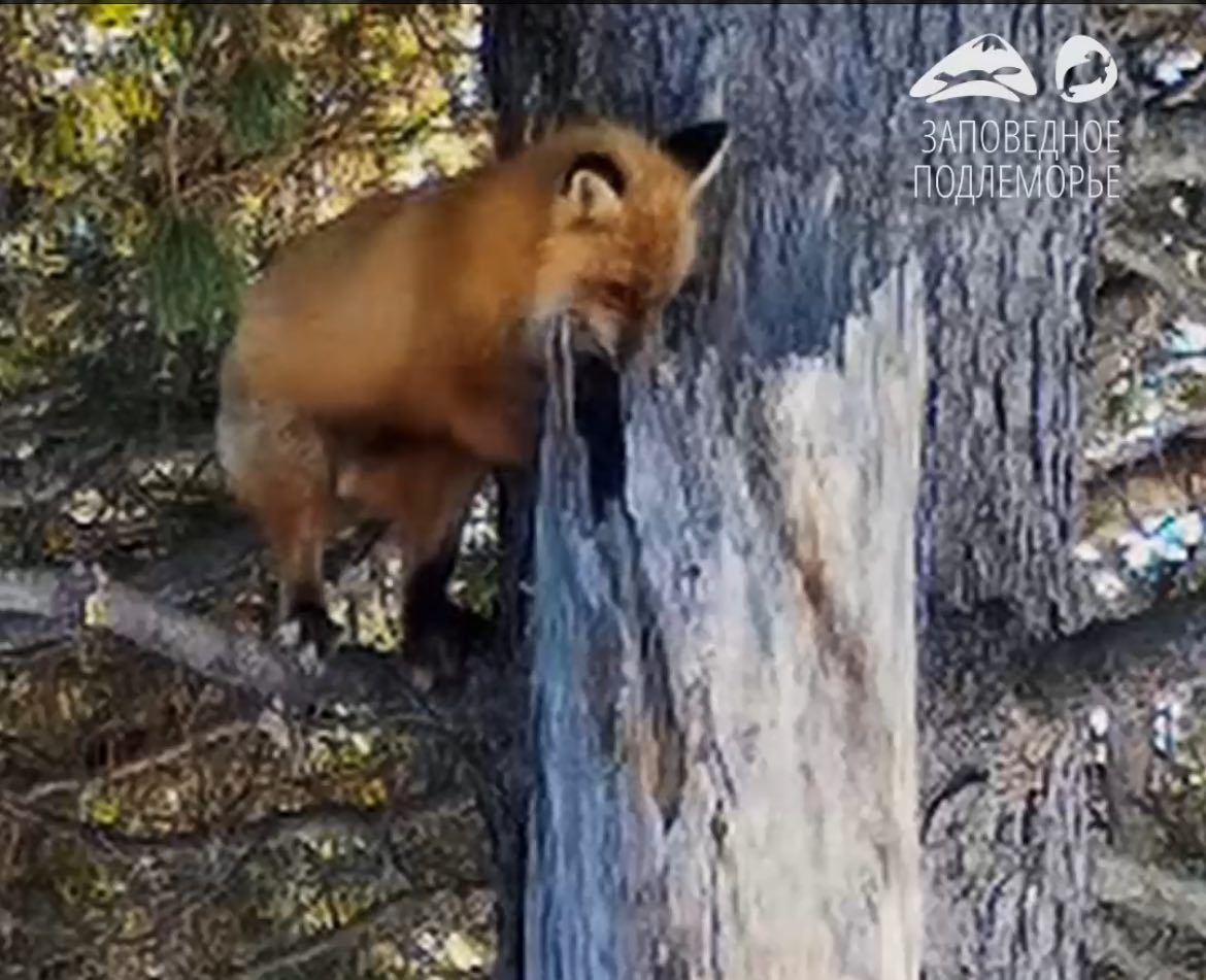 ���� � ������� ����� � ���������� ������� �� ������