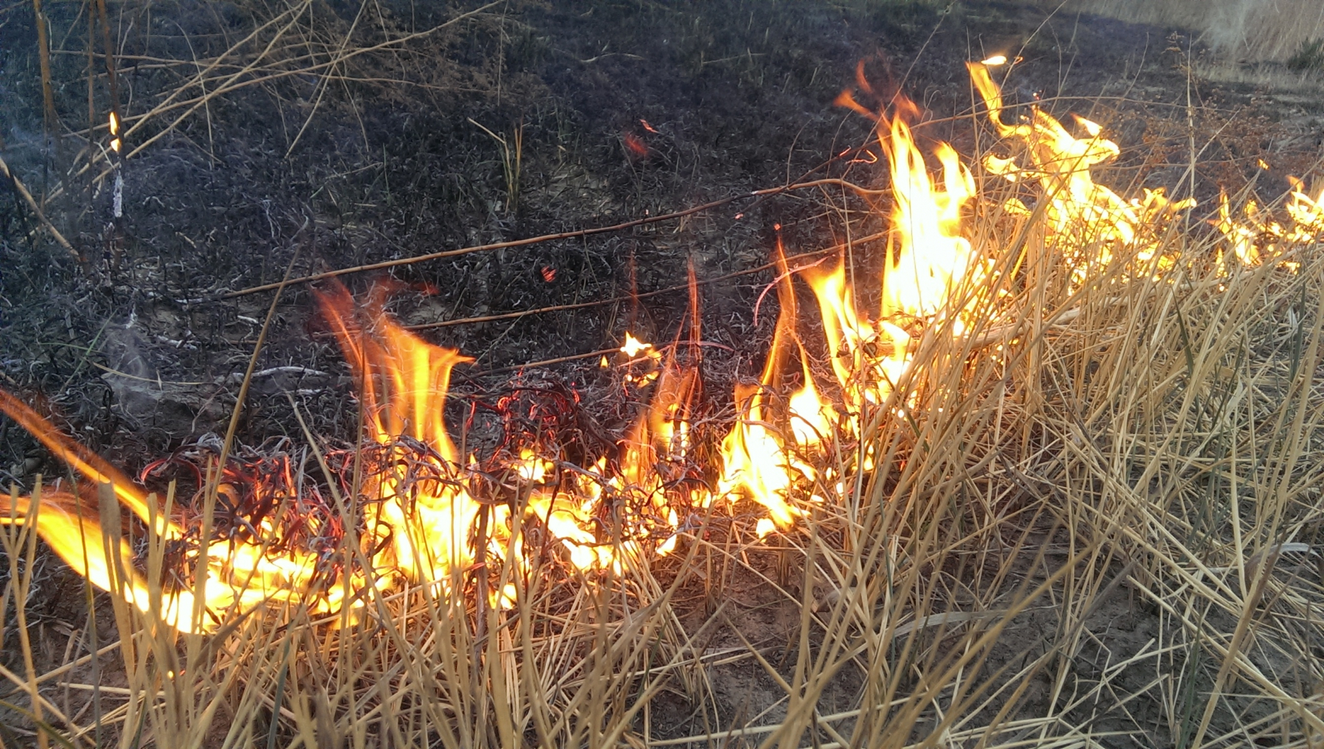 В Бурятии из-за местного населения возник лесной пожар
