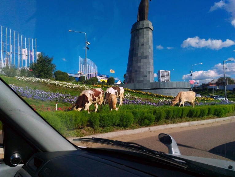 Жители района Улан-Удэ получили более 200 штрафов за животных Жители района Улан-Удэ получили более 200 штрафов за животных