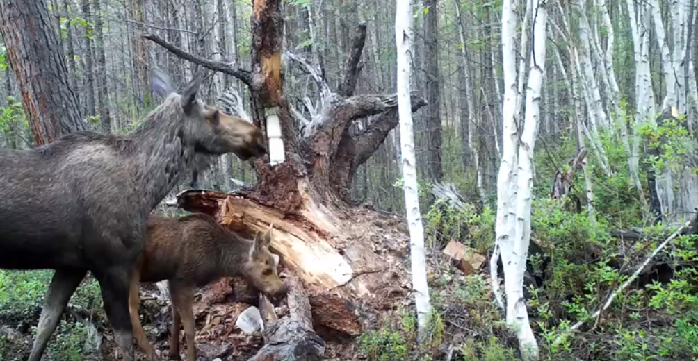 В Бурятии на видео засняли, как лосиха с лосенком спугнули волка