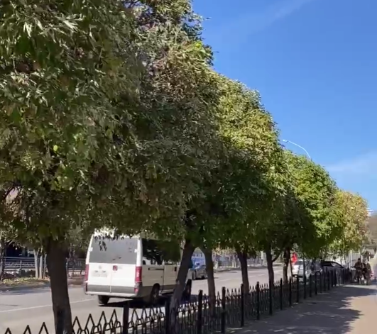 На зиму деревьям в центре Улан-Удэ поменяли прически На зиму деревьям в центре Улан-Удэ поменяли прически