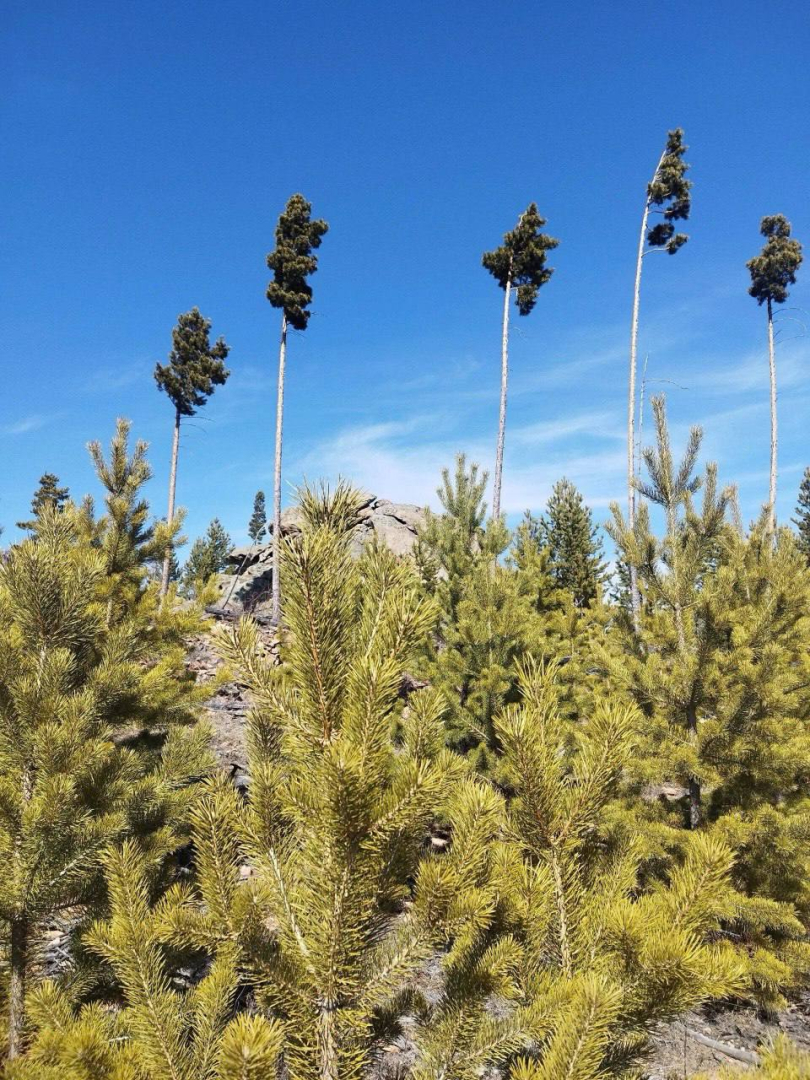 � ������� ������ ������